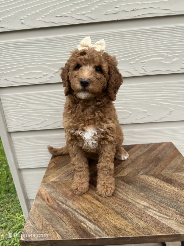 Martie – Goldendoodle puppy for sale in San Antonio, TX