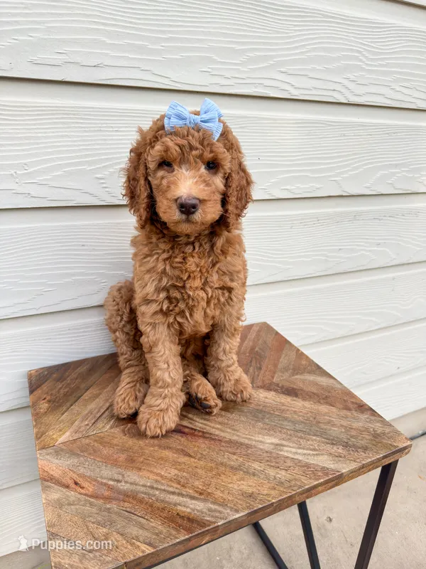 Emily – Goldendoodle puppy for sale in San Antonio, TX