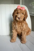 Natalie, a female Goldendoodle for sale in San Antonio, TX – 3 of 4