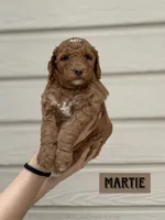 Martie, a female Goldendoodle for sale in San Antonio, TX – 2 of 4