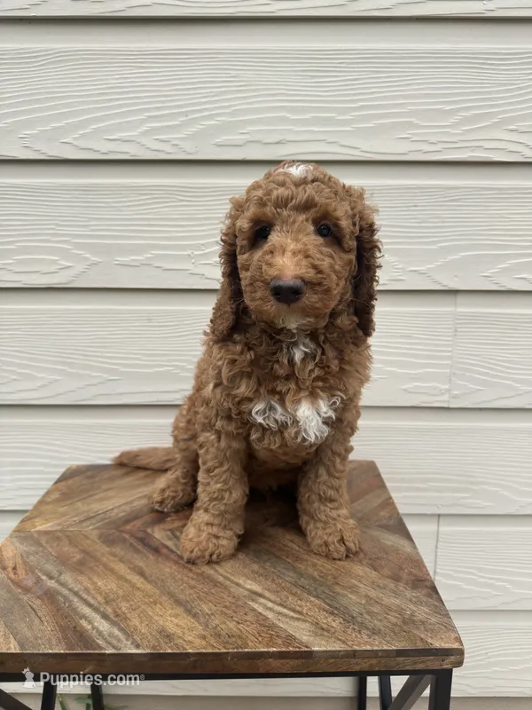 Earl – Goldendoodle puppy for sale in San Antonio, TX