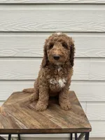 Earl, a male Goldendoodle for sale in San Antonio, TX – 1 of 4
