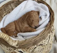 Natalie, a female Goldendoodle for sale in San Antonio, TX – 2 of 4
