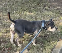 Esco, a male American Bully for sale in Kennesaw, GA – Photo 4 of 4