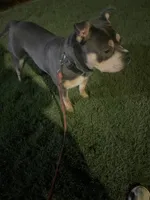 Esco, a male American Bully for sale in Kennesaw, GA – Photo 3 of 4