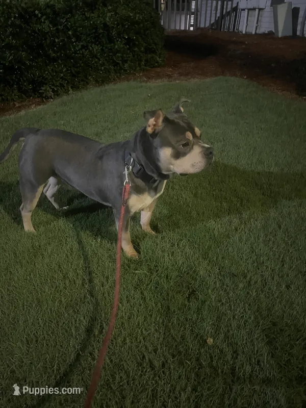 Esco – American Bully puppy for sale in Kennesaw, GA