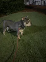 Esco, a male American Bully for sale in Kennesaw, GA – Photo 1 of 4