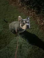 Esco, a male American Bully for sale in Kennesaw, GA – Photo 2 of 4