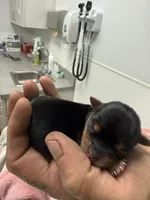 Bear, a male Yorkshire Terrier for sale in Nicholasville, KY – 2 of 2