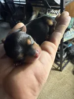 Bear, a male Yorkshire Terrier for sale in Nicholasville, KY – 1 of 2