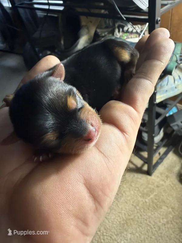Jax – Yorkshire Terrier puppy for sale in Nicholasville, KY