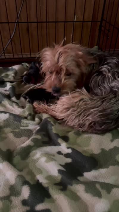 Yorkie puppies, a male Yorkshire Terrier for sale in Nicholasville, KY – 3 of 3