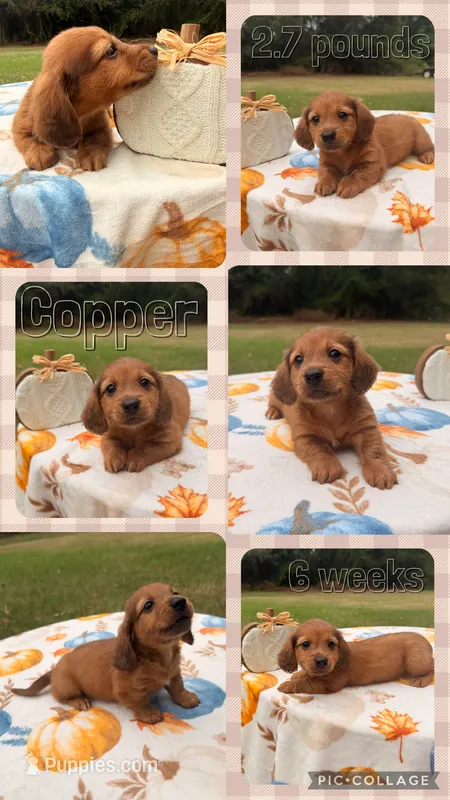 Copper – Miniature Dachshund puppy for sale in Nacogdoches, TX