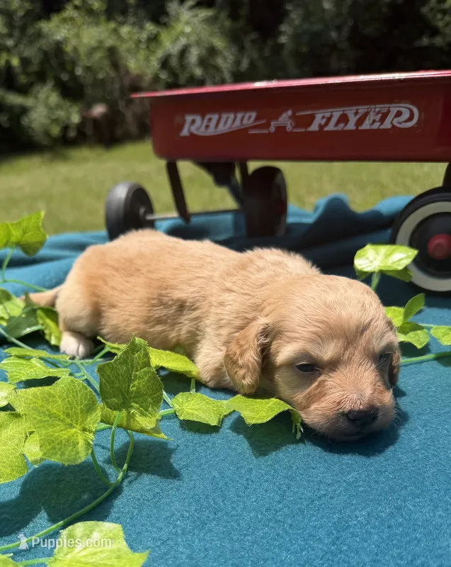 Teddy – Miniature Dachshund puppy for sale in Nacogdoches, TX