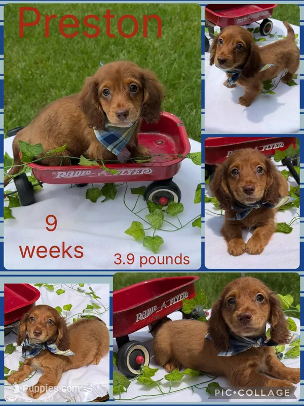 Preston – Miniature Dachshund puppy for sale in Nacogdoches, TX