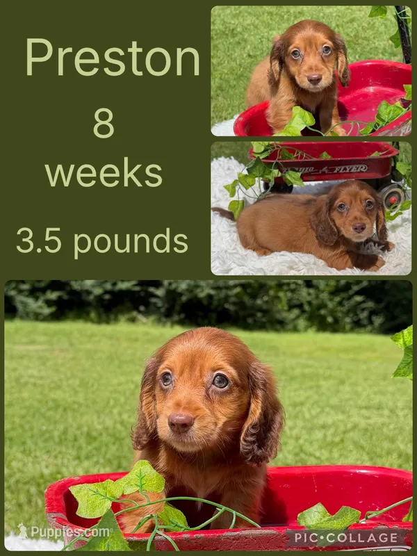 Preston – Miniature Dachshund puppy for sale in Nacogdoches, TX