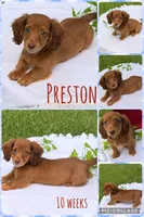 Preston, a male Miniature Dachshund for sale in Nacogdoches, TX – 3 of 3