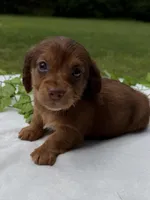 Preston, a male Miniature Dachshund for sale in Nacogdoches, TX – Photo 2 of 2