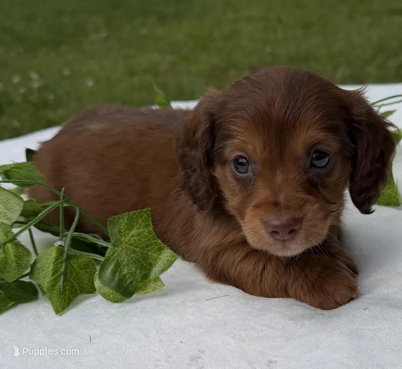 Preston – Miniature Dachshund puppy for sale in Nacogdoches, TX