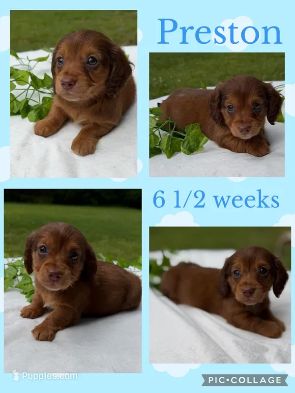 Preston – Miniature Dachshund puppy for sale in Nacogdoches, TX