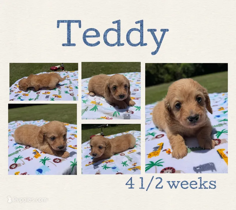 Teddy – Miniature Dachshund puppy for sale in Nacogdoches, TX