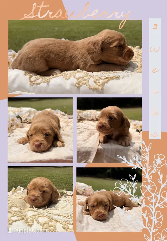 Strawberry  – Dachshund puppy for sale in Nacogdoches, TX