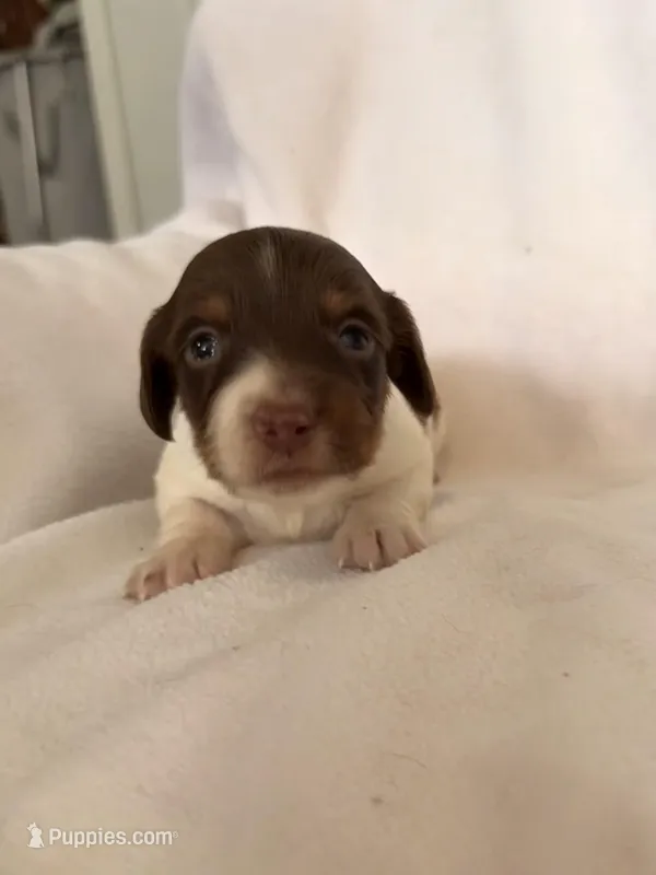 Gunmer – Miniature Dachshund puppy for sale in Nacogdoches, TX