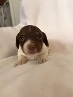 Gunmer, a male Miniature Dachshund for sale in Nacogdoches, TX – Photo 1 of 2