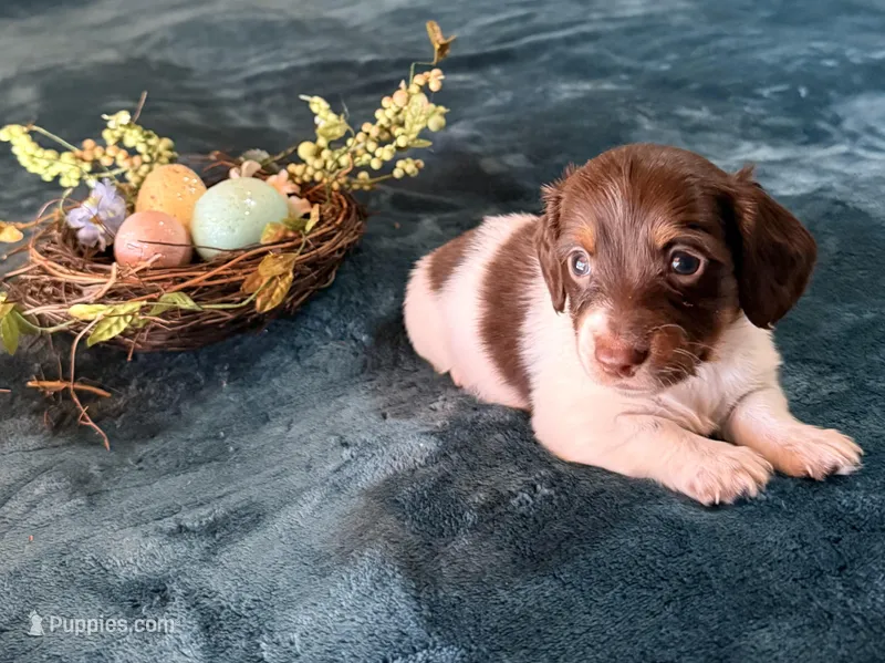 Gunner – Miniature Dachshund puppy for sale in Nacogdoches, TX