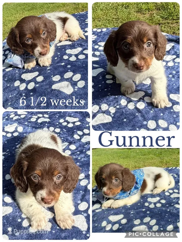 Gunner – Miniature Dachshund puppy for sale in Nacogdoches, TX