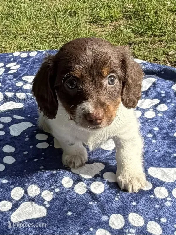 Gunner – Miniature Dachshund puppy for sale in Nacogdoches, TX