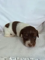 Gunmer, a male Miniature Dachshund for sale in Nacogdoches, TX – Photo 2 of 2