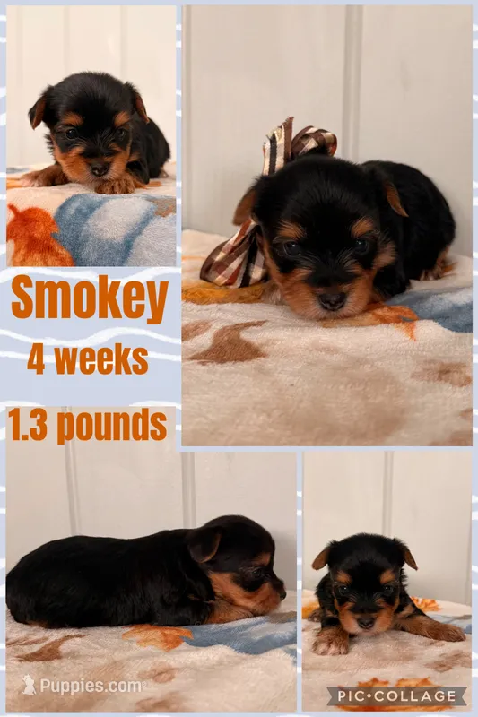 Smokey  – Yorkshire Terrier puppy for sale in Nacogdoches, TX
