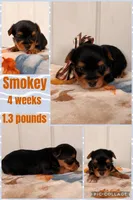 Smokey , a male Yorkshire Terrier for sale in Nacogdoches, TX – 1 of 1