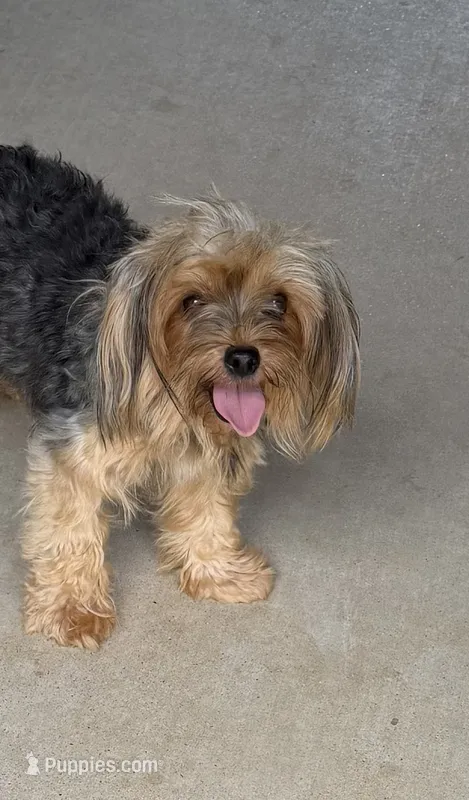 Bella – Yorkshire Terrier puppy for sale in Nacogdoches, TX