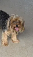 Bella, a female Yorkshire Terrier for sale in Nacogdoches, TX – 1 of 1