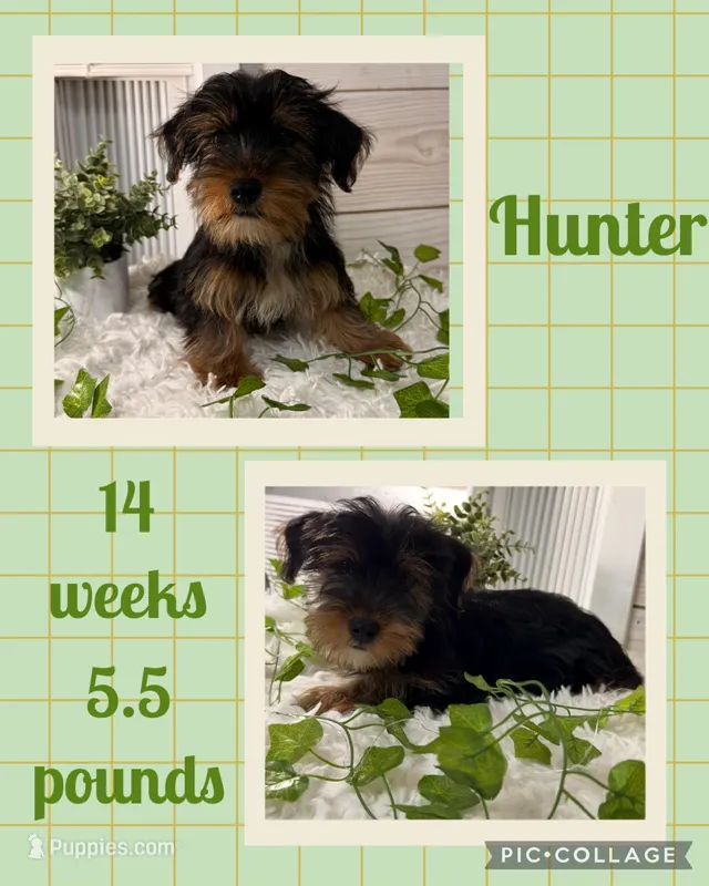 Hunter – Yorkshire Terrier puppy for sale in Nacogdoches, TX