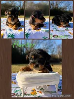 Hunter, a male Yorkshire Terrier for sale in Nacogdoches, TX – Photo 2 of 2