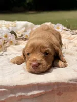 Strawberry , a female Dachshund for sale in Nacogdoches, TX – 2 of 3