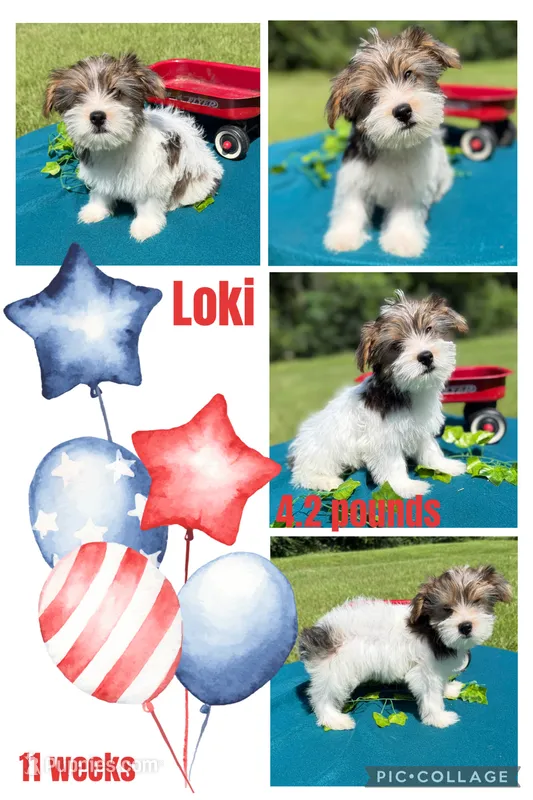 Loki – Yorkshire Terrier puppy for sale in Nacogdoches, TX