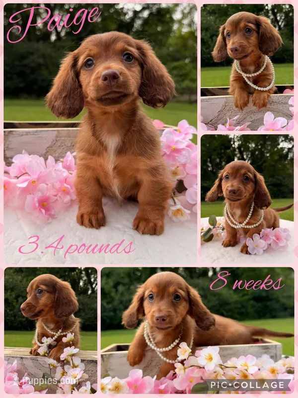 Paige – Miniature Dachshund puppy on hold in Nacogdoches, TX