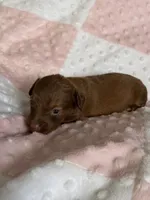 Paige, a female Miniature Dachshund for sale in Nacogdoches, TX – Photo 2 of 2