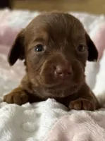 Paige, a female Miniature Dachshund for sale in Nacogdoches, TX – Photo 1 of 2