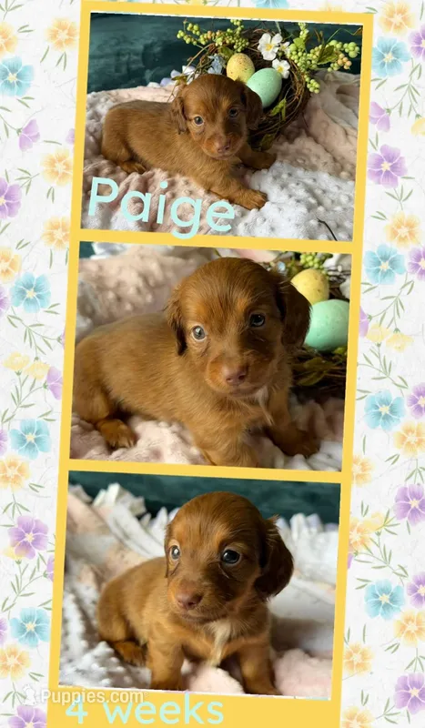 Paige – Miniature Dachshund puppy for sale in Nacogdoches, TX