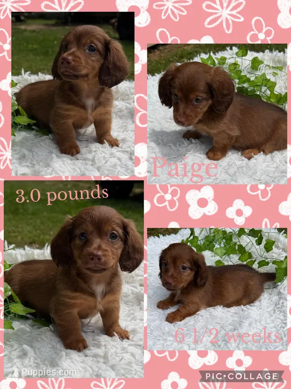 Paige – Miniature Dachshund puppy for sale in Nacogdoches, TX