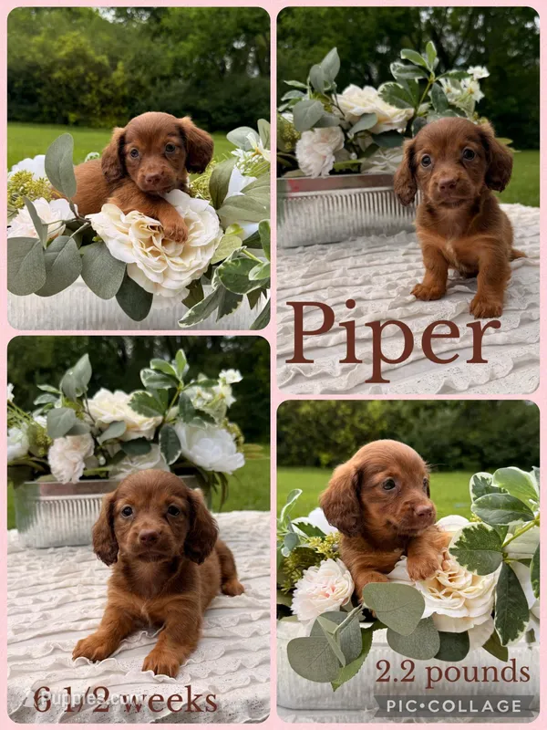 Piper – Miniature Dachshund puppy for sale in Nacogdoches, TX