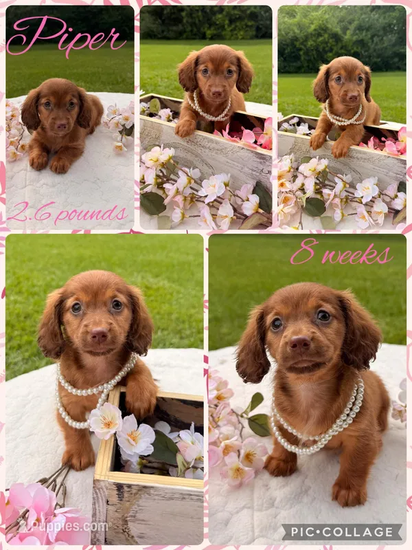 Piper – Miniature Dachshund puppy on hold in Nacogdoches, TX