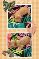 Buttercup , a female Miniature Dachshund for sale in Nacogdoches, TX – 1 of 1
