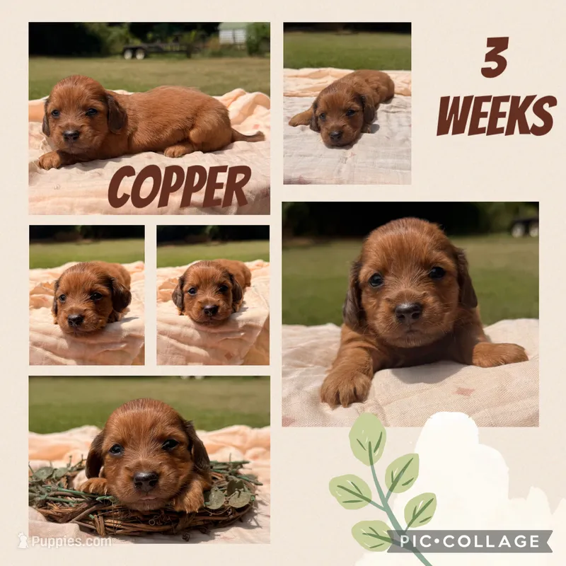 Copper – Miniature Dachshund puppy for sale in Nacogdoches, TX