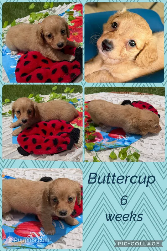Buttercup  – Miniature Dachshund puppy for sale in Nacogdoches, TX